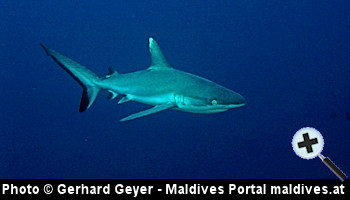 courtesy Maldives Portal  - Reefshark in the Kuredu Nandu - (Photo by Gerhard Geyer)