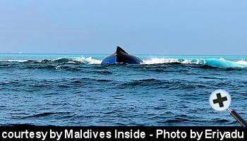 courtesy One online - The capsized Cargo Vessel