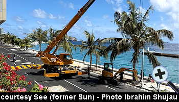 courtesy See - Workers plant coconut palms on the Boduthakurufaanu Magu - (Photo by Ibrahim Shujau)