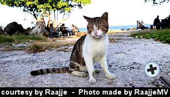 courtesy Raajje - Stray cat on the streets in Male